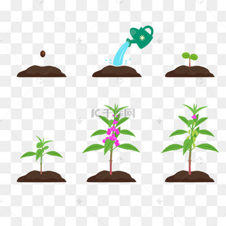 播种培育种花流程生长过程简约动图gif