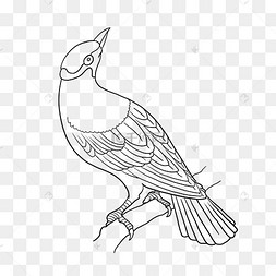 鸟线描