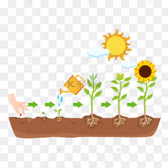 农作物向日葵播种培育过程
