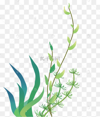 植物水草夏季