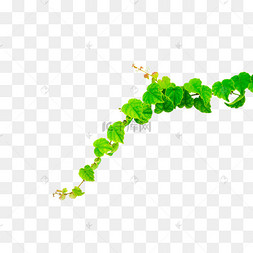 粗的藤蔓