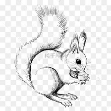 线描松鼠动物
