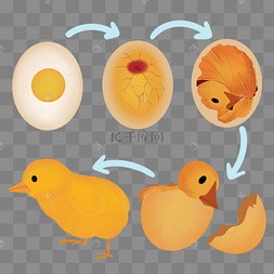 小鸡从蛋壳里出来图画图片