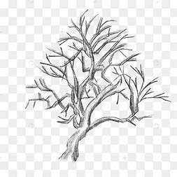 素描树干