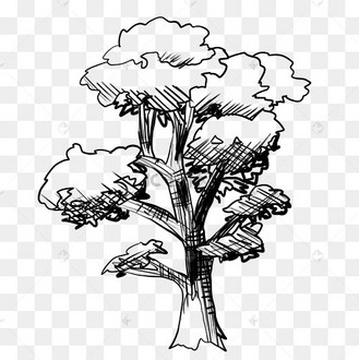 线描松树大树