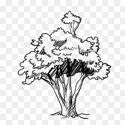 画线描png线条线描素描树木树干一株热带植物线稿树叶叶子花卉线描两