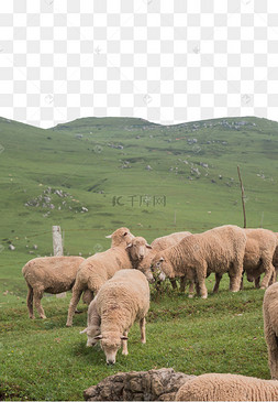 白草坪中午动物草原