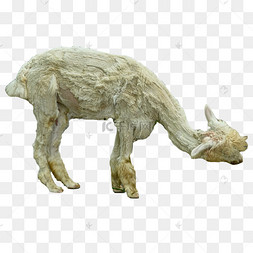 羊驼动物园尾巴观赏