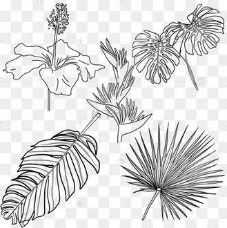 热带植物叶子简笔画图片