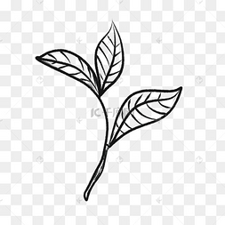 下载 png茶叶叶子新鲜茶叶下载 png茶叶铁观音下载 png清香白茶茶叶