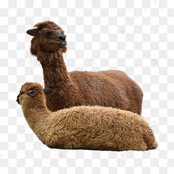 羊驼图图片-羊驼图图片素材免费下载-千库网