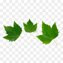 枝干画图片-枝干画图片素材免费下载-千库网