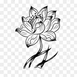 黑白莲花线条素描画