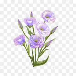 水彩洋桔梗紫色花卉