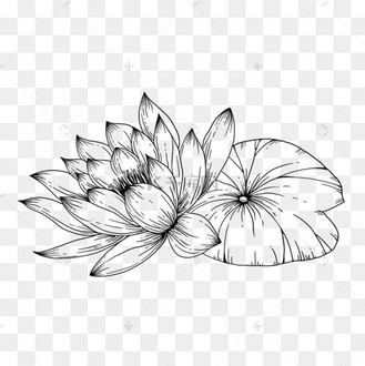素描装饰莲花荷叶
