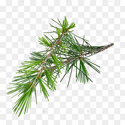 光绿叶图片-光绿叶图片素材免费下载-千库网