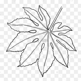 优美线条植物树叶