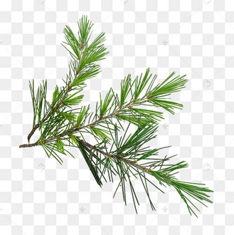 松树叶子图片_松树叶子设计图片素材大全-千库网