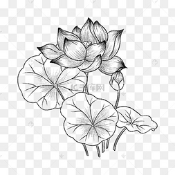 素描荷叶