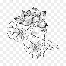 荷叶紧簇下的素描盛夏莲花