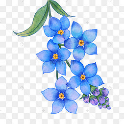蓝色的晕染勿忘我花卉