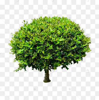 枸骨树木植物树枝树叶木材