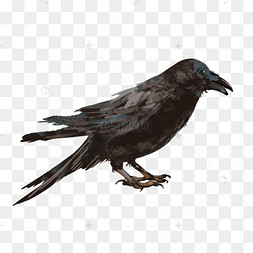 低头站立乌鸦剪贴画