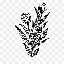 两支花朵黑白线条画花卉