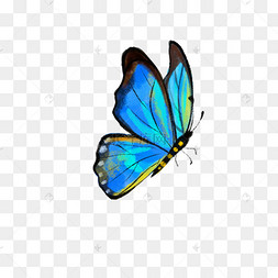 七彩蝴蝶