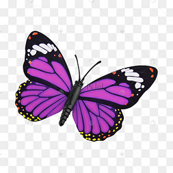 蝴蝶紫色自然