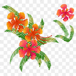 水彩凤凰花