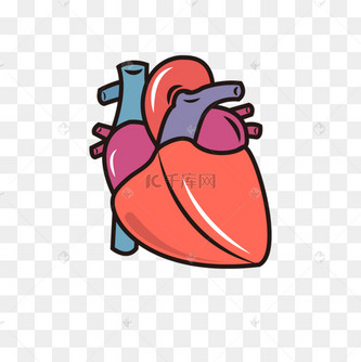彩色侧面观真实心脏剪贴画