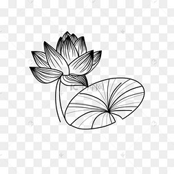 单色线条画荷花荷叶