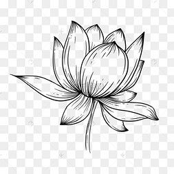 中国风荷花边框装饰免扣素材简约中式荷花边框手绘干花莲花花束莲花
