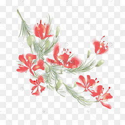 水彩凤凰花树盛开