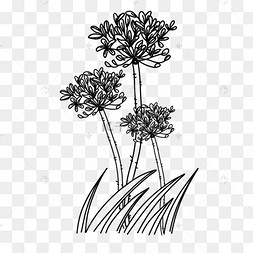 三朵花黑白线条画花卉