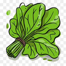 蔬菜绿色菠菜