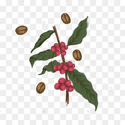咖啡树咖啡豆