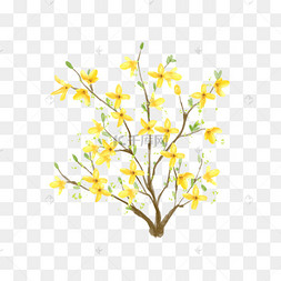 水彩连翘花枝花卉