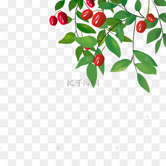 红枣枣子树