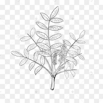 乳香树黑白线稿图