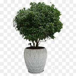 盆栽绿色植物植株摄影图