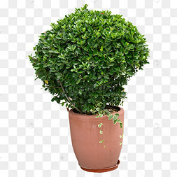 盆栽植株摄影图绿色植物