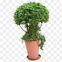 盆栽绿色植物摄影图植株