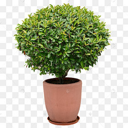 盆栽植株植物绿色摄影图