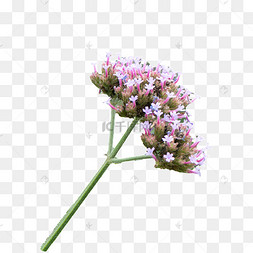 节日主题鞭炮手绘卡通插画写实棕色马鞭紫色马鞭草集标签金丝桃属植物