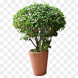 盆栽绿色摄影图植株植物