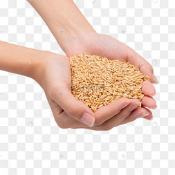 手捧燕麦麦仁