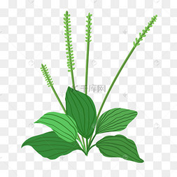 车前草中药杂草植物