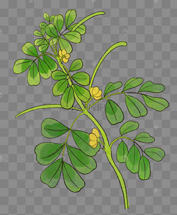 中草药决明子植物